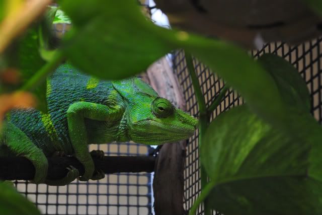 DSC_0068.jpg