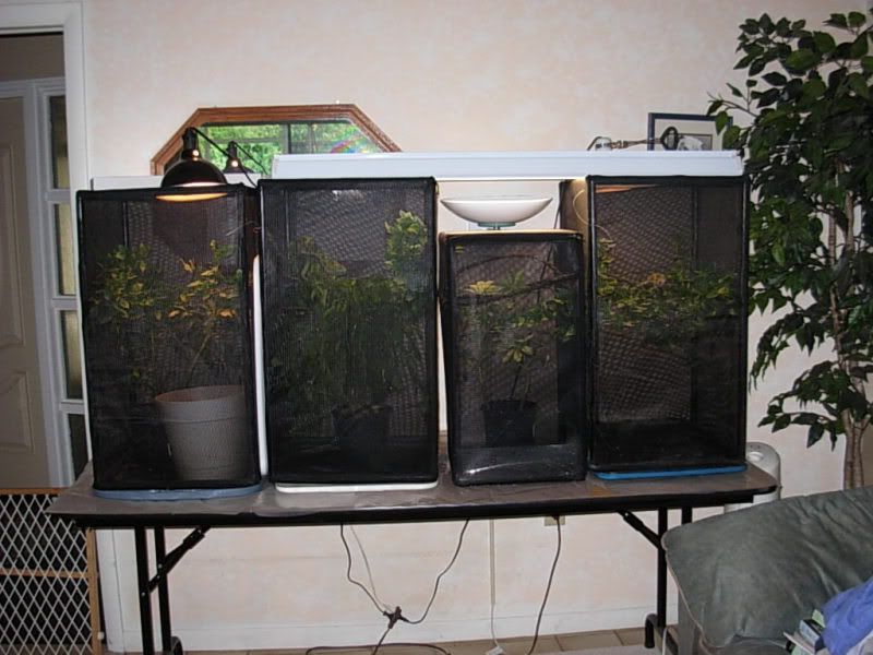 DSCN3975.jpg