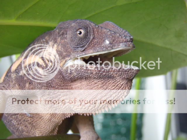 Cleo102.jpg
