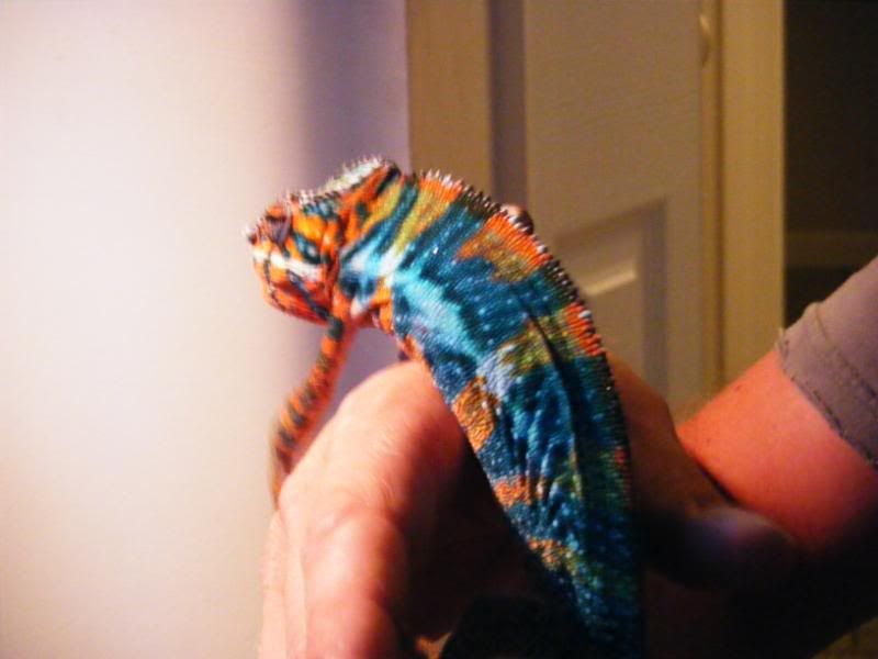 2008_0711july0020.jpg