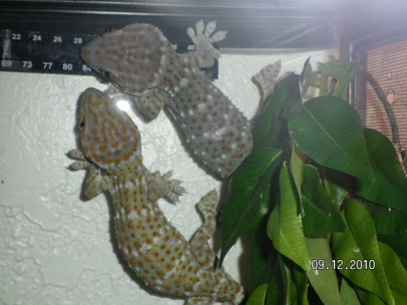 tokays003.jpg