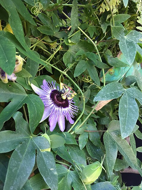 passionflower.jpg