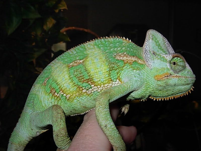 DSCN3700.jpg