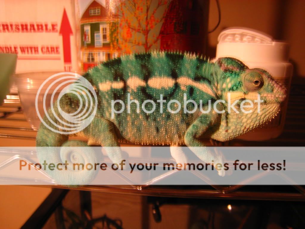 chamsforsale004.jpg