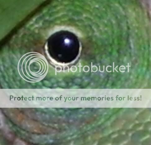 eye.jpg