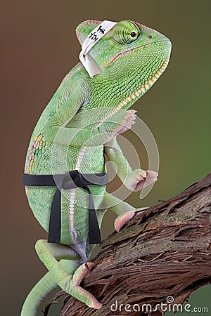 chameleon-karate-kid-4783340.jpg