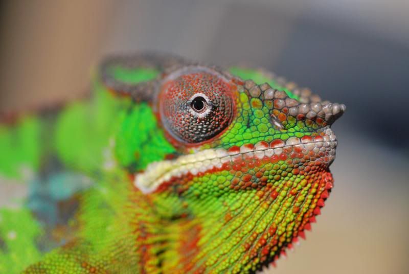 closeup.jpg