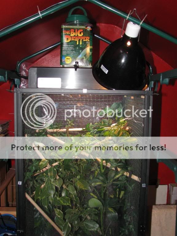 Cage2Large.jpg