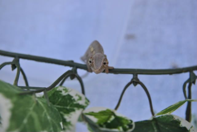 DSC_00708.jpg