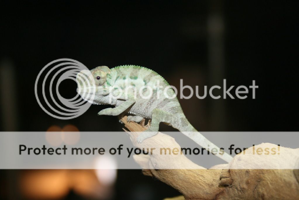 bokboy002.jpg
