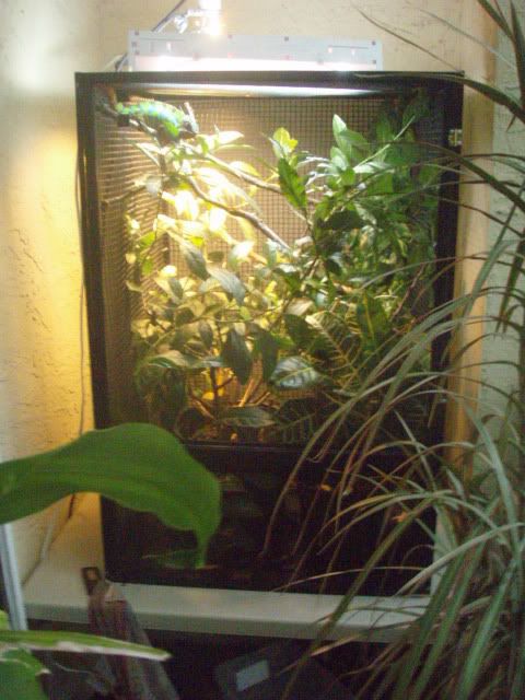 MyChameleons023.jpg