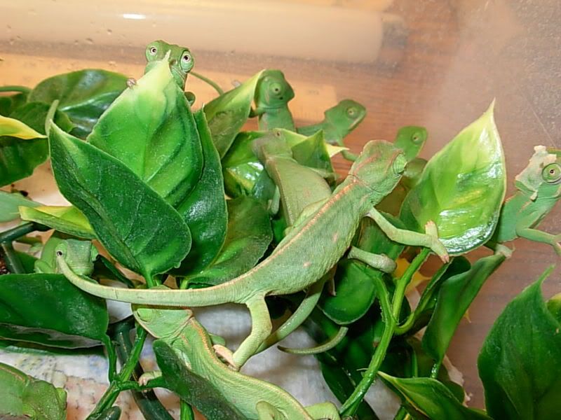 DSCN2170.jpg