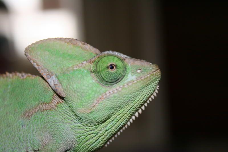 chameleon010.jpg