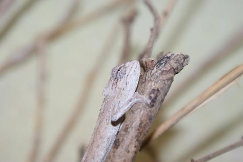 bitaeniatus_male_01.jpg