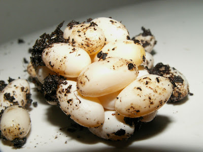 PICT0007.JPG