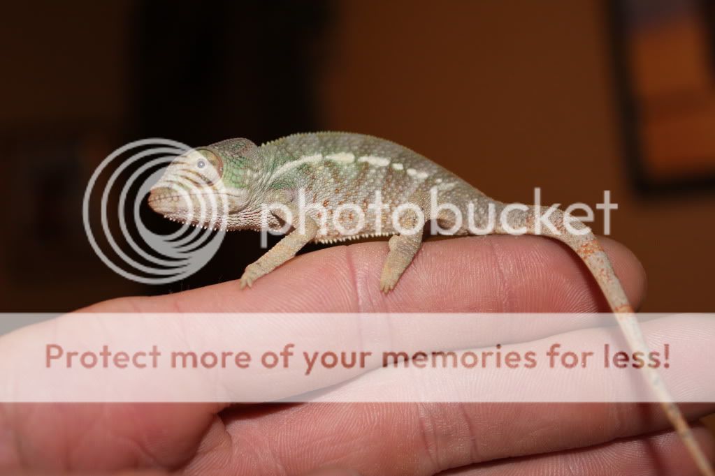 Falybabies103.jpg