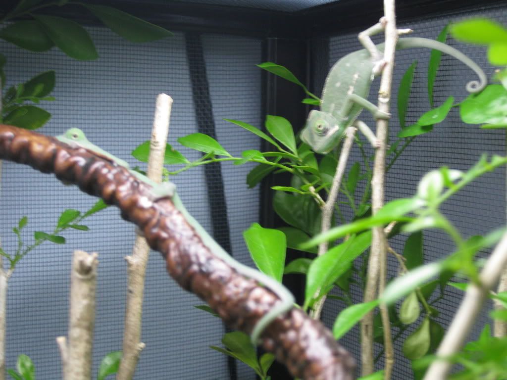chameleons014.jpg