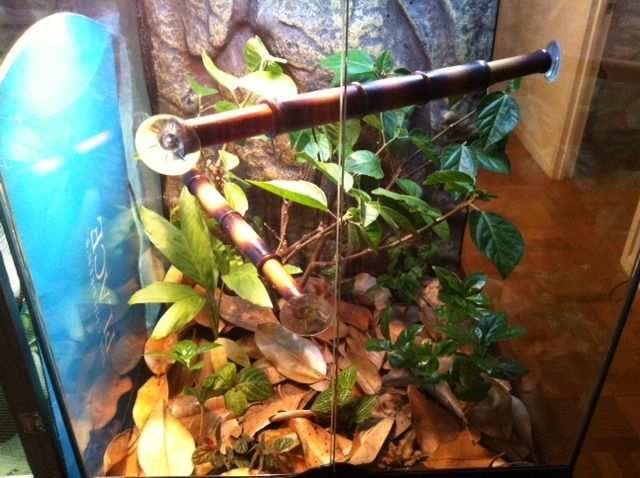 leaflitterdoorclosebamboo.jpg