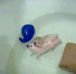 tumblr_lq74sc3D0i1qzrlhgo2_250.gif