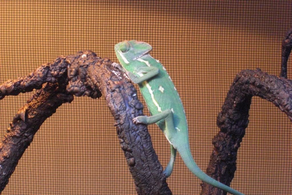 Lizard019.jpg