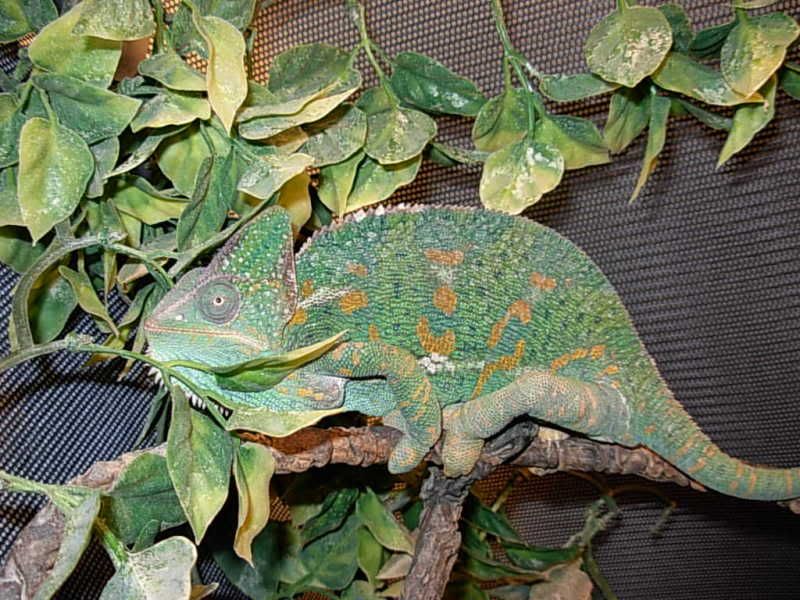 DSCN3208.jpg