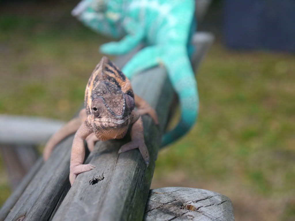_1070131.jpg