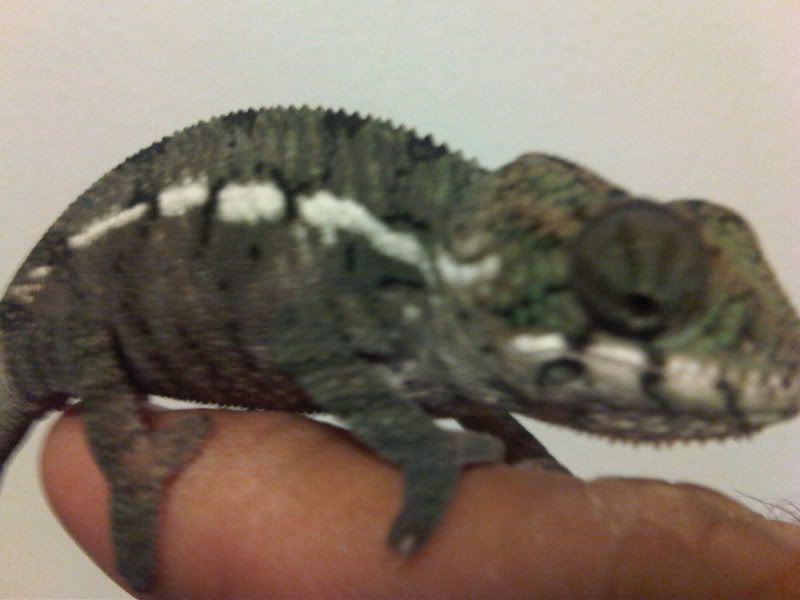 chameleon3012.jpg