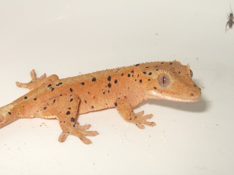 DSCF8802.jpg