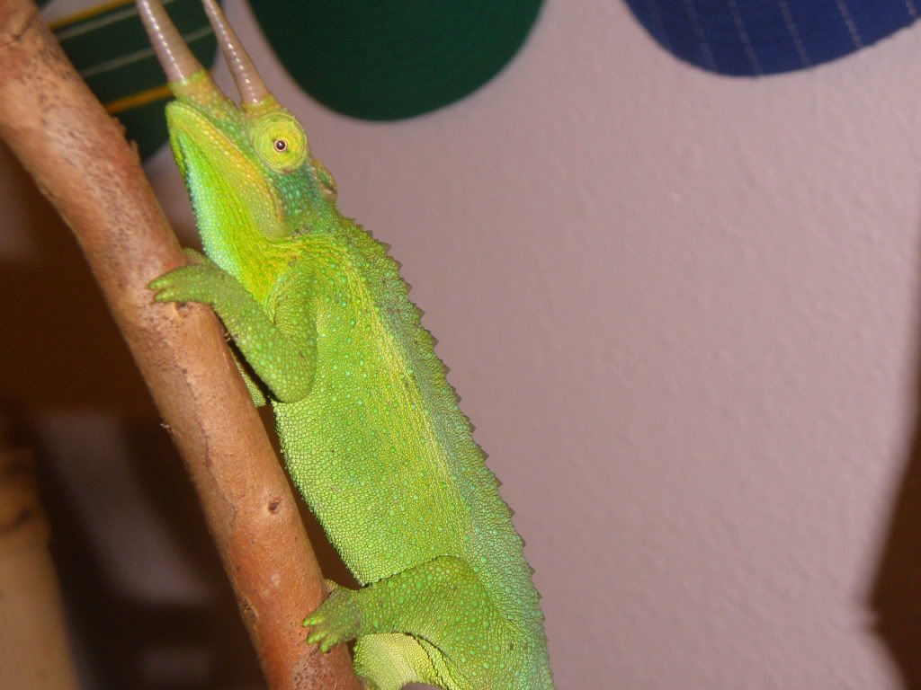 lizards044.jpg