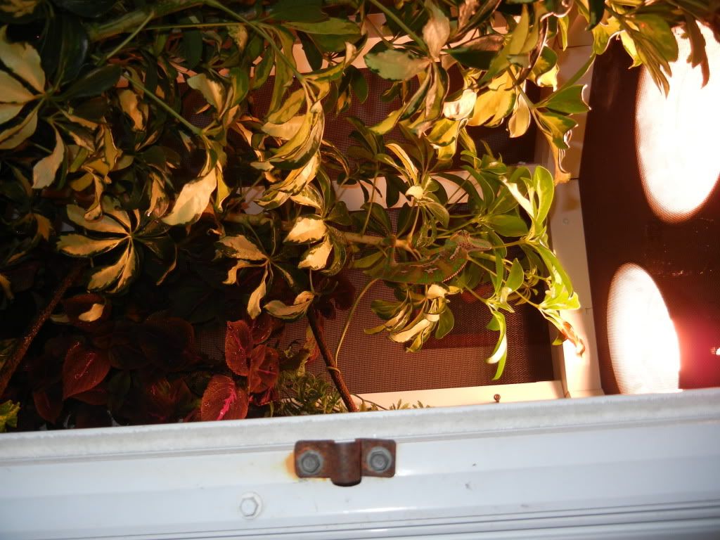 DSCN1067.jpg