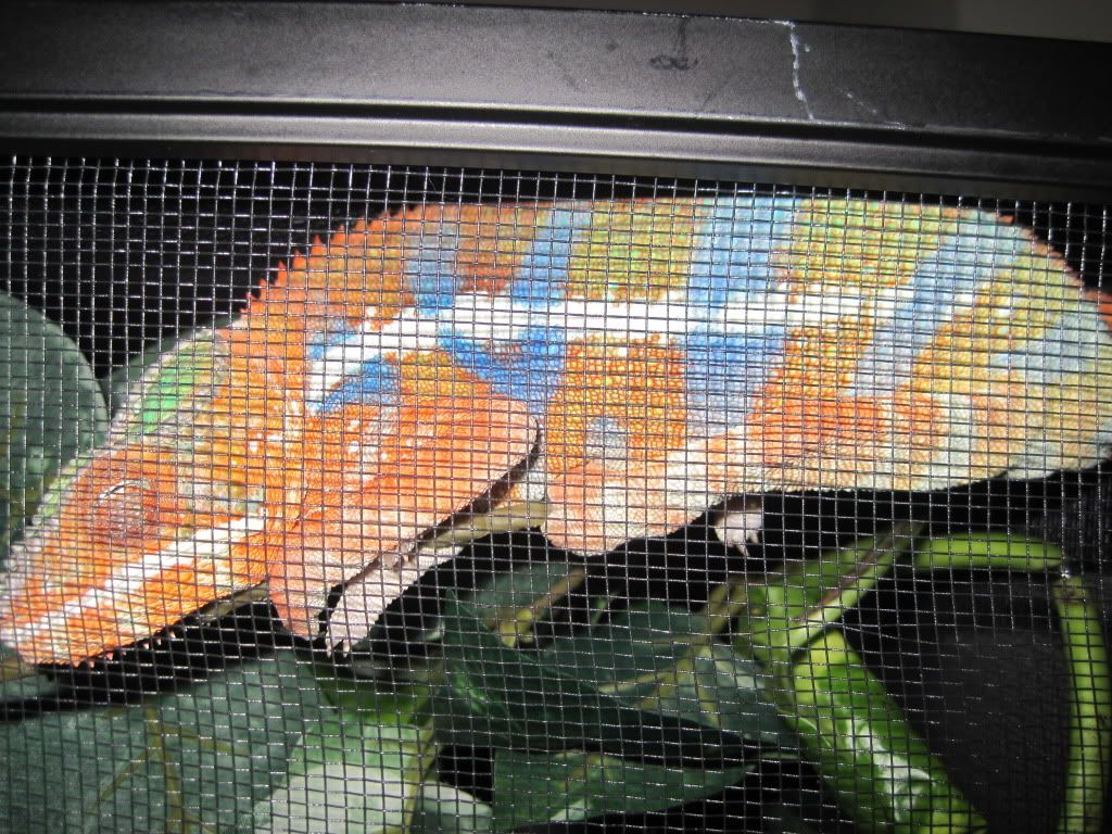 Chameleon028.jpg