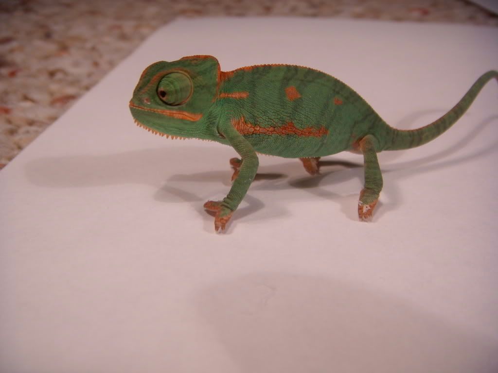 DSCN1587.jpg
