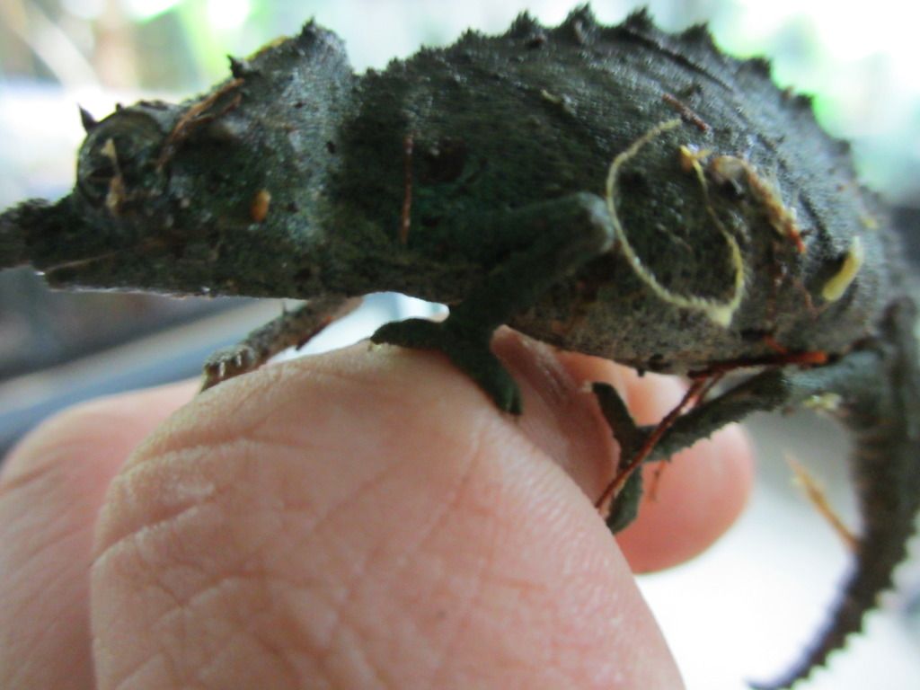 Rhampholeonacuminatus007.jpg