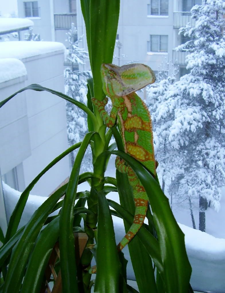 08122010_winter2.jpg