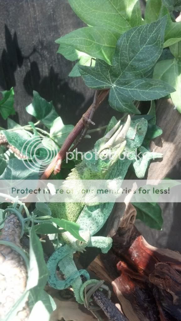 IMG_20130406_134540_373_zps2f93883a.jpg