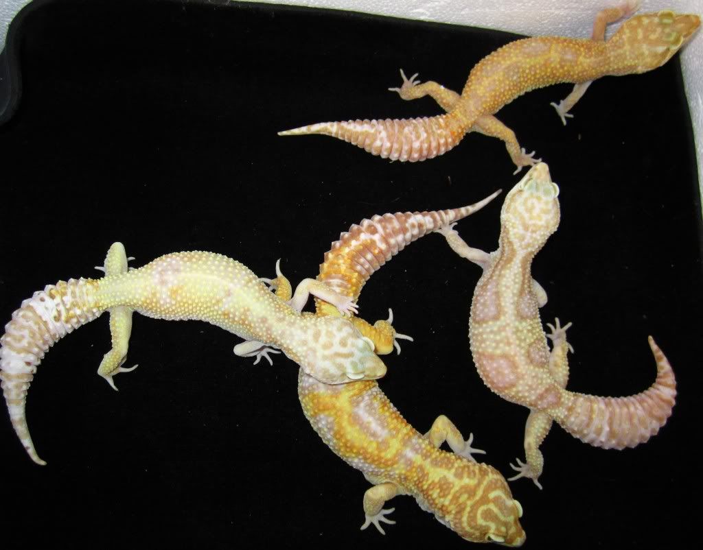 Trempergroup.jpg