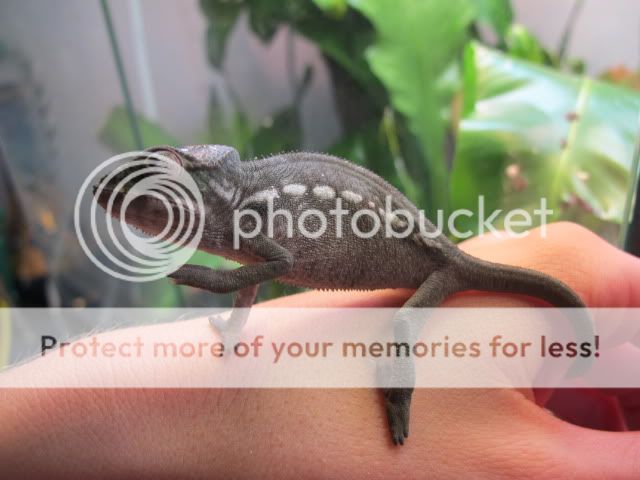 chameleon41157.jpg