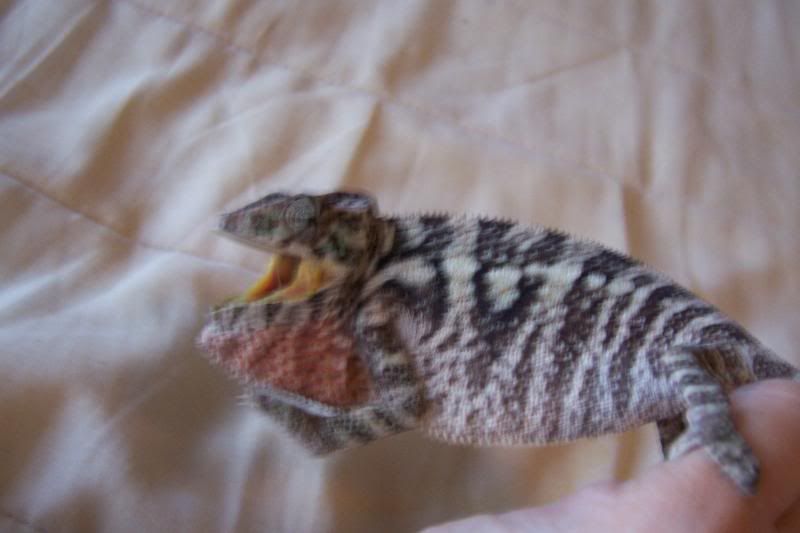 tikireptiles047.jpg