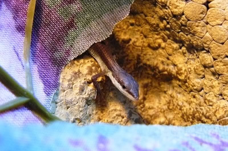 hatchlingday3.jpg