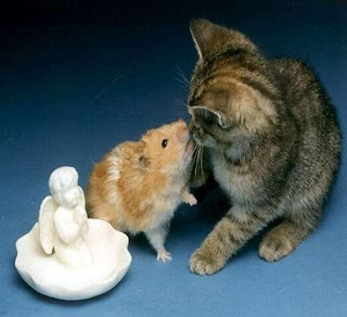 cat_and_hamster.jpg