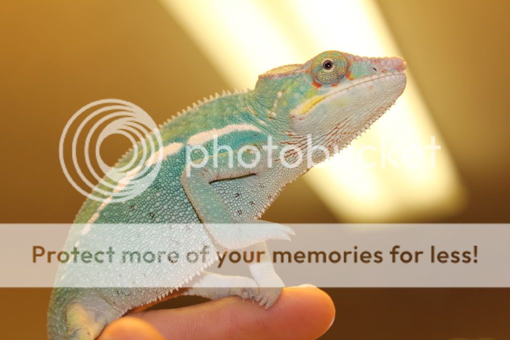 babyraiserpics012.jpg