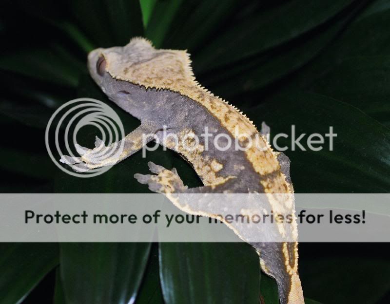 geckoonleaf.jpg