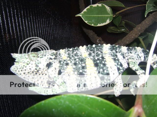 ChameleonsChristmasBandmembers065.jpg