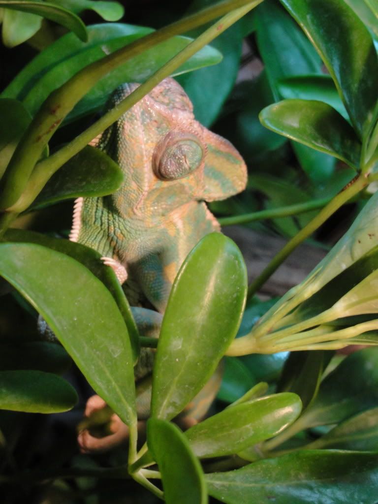 DSC00009.jpg
