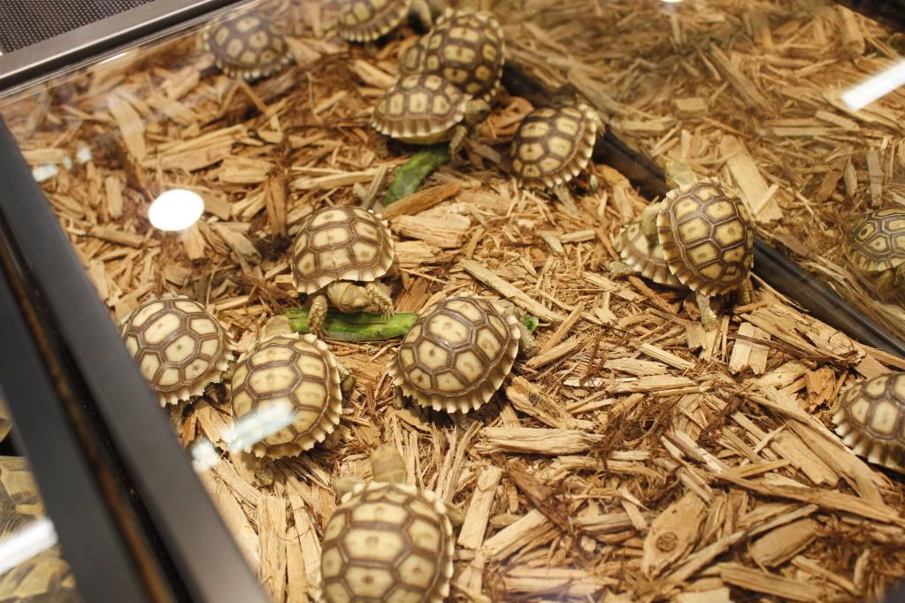 _MG_1130.jpg