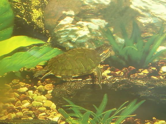 Turtleandfiss026.jpg