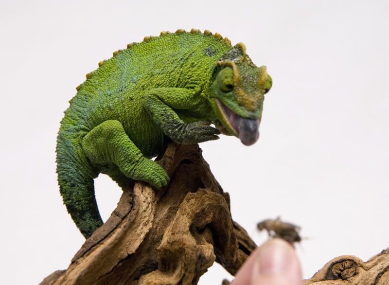 08212011_toad2.jpg