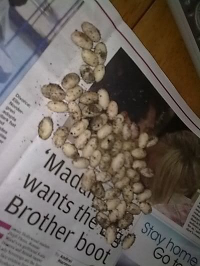 Eggc.jpg