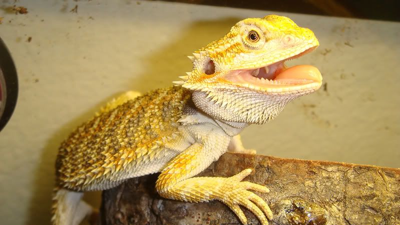 Thatswhyicallhimgremlin.jpg