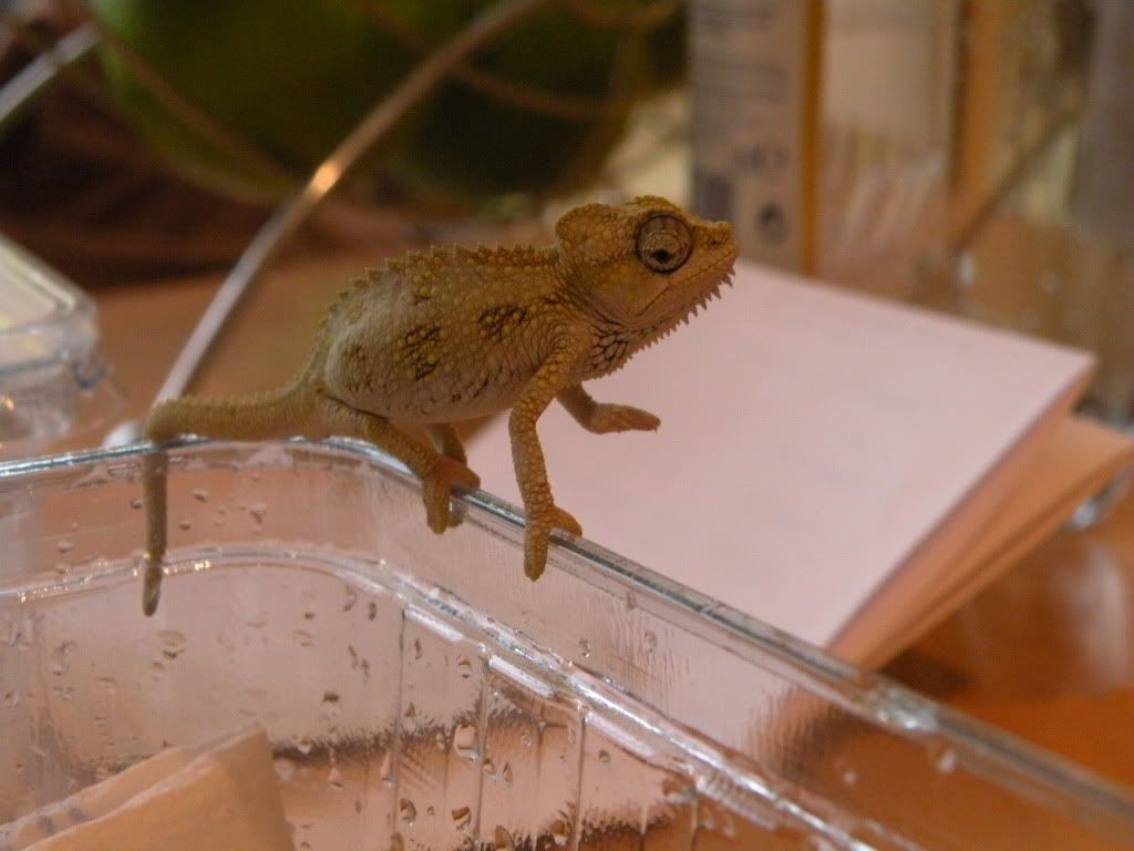 DSCN3401.jpg